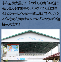 志布志湾大黒イルカランド写真